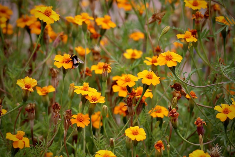Botanical Garden Image 1